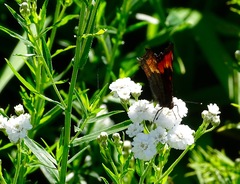 Aglais milberti viola