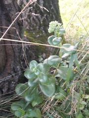 Hylotelephium maximum ruprechtii