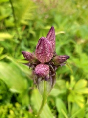 Gentiana pannonica