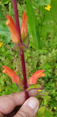 Lamourouxia macrantha