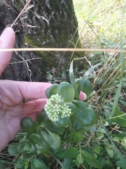 Hylotelephium maximum ruprechtii