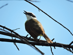 Pitangus sulphuratus