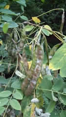 Gleditsia japonica
