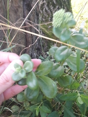 Hylotelephium maximum ruprechtii