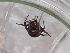 Steatoda