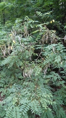 Gleditsia japonica
