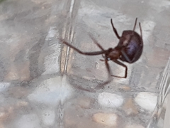Steatoda