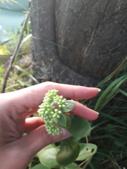 Hylotelephium maximum ruprechtii