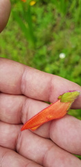 Lamourouxia macrantha