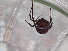 Steatoda