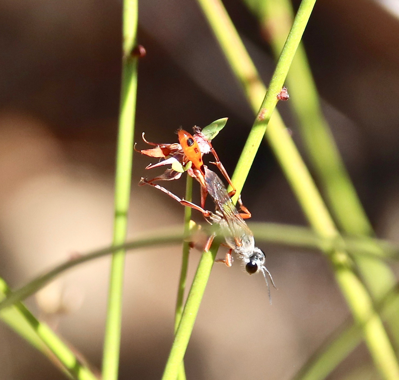 Abert's Black-spotted Sand Wasp