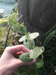 Hylotelephium maximum ruprechtii