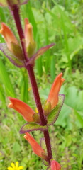 Lamourouxia macrantha