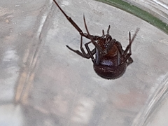 Steatoda