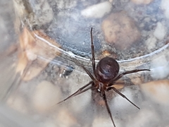 Steatoda