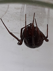 Steatoda