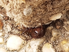 Steatoda