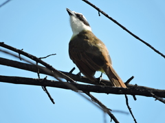 Pitangus sulphuratus