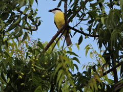 Pitangus sulphuratus