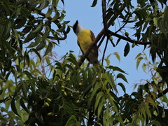 Pitangus sulphuratus