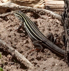 Aspidoscelis uniparens