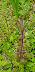 Lamourouxia macrantha