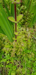 Lamourouxia macrantha