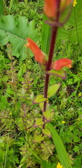 Lamourouxia macrantha