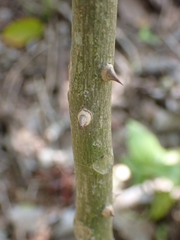 Zanthoxylum martinicense