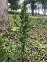 Dasistoma macrophylla