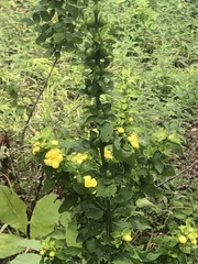 Dasistoma macrophylla