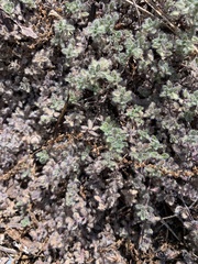 Thymus pseudolanuginosus