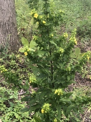 Dasistoma macrophylla