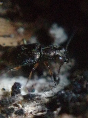 Asaphidion flavipes