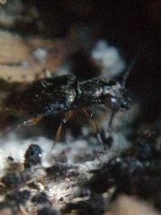 Asaphidion flavipes