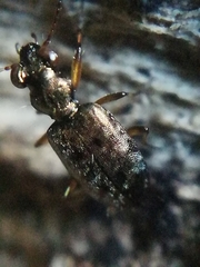 Asaphidion flavipes