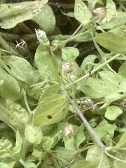 Moehringia trinervia