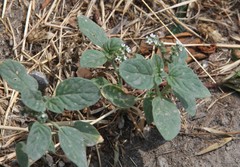 Heliotropium ellipticum