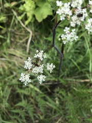 Anthriscus sylvestris