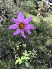 Dahlia tubulata