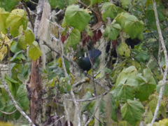 Tauraco macrorhynchus