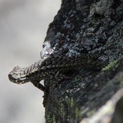 Sceloporus graciosus