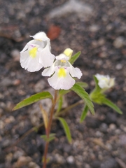 Galeopsis segetum