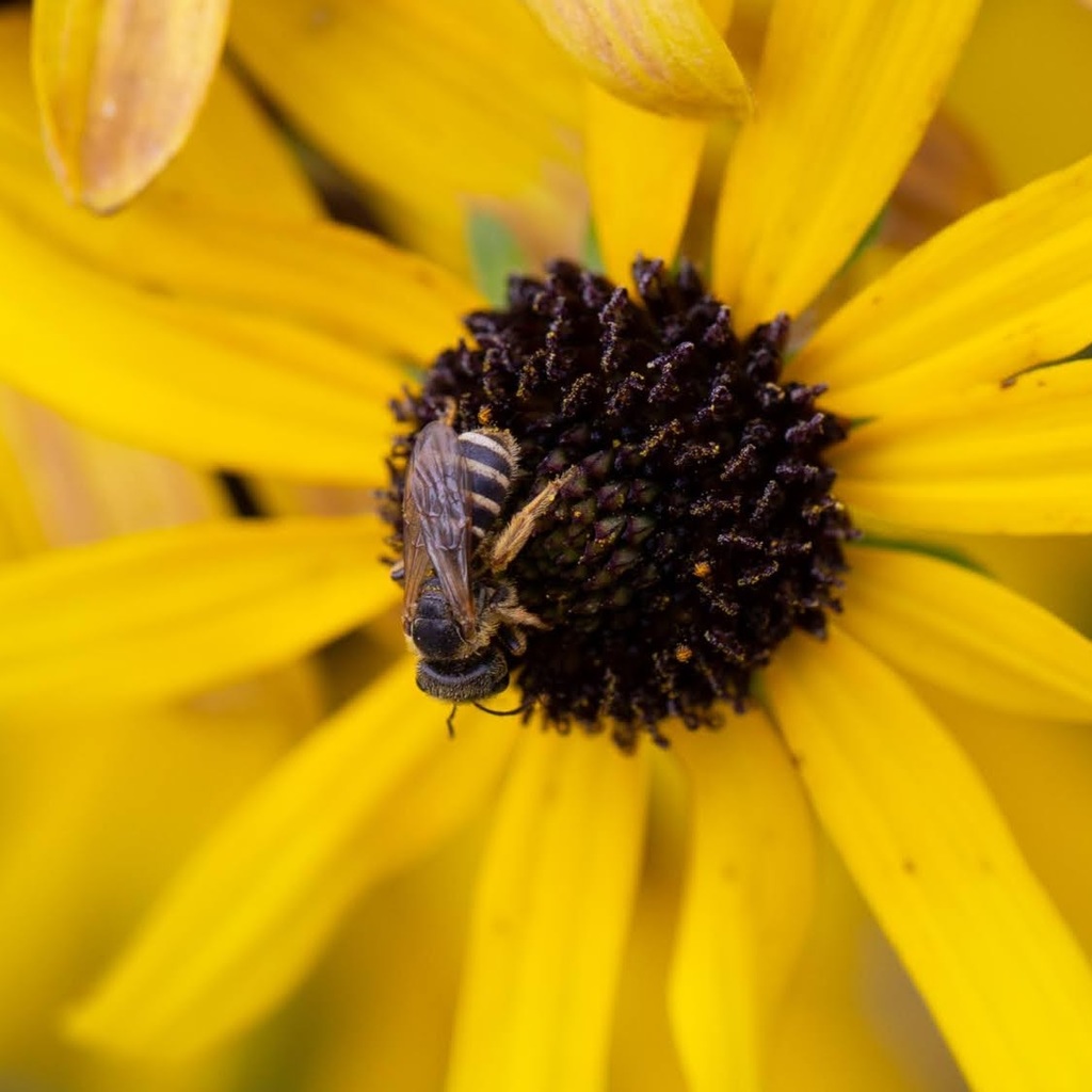 Furrow Bees in August 2020 by stlouie_b. SBEE,20,Missouri Coneflower ...