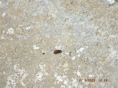 Holcopasites calliopsidis calliopsidis