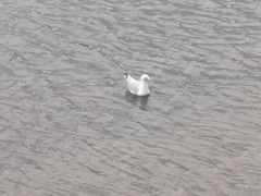 Larus argentatus
