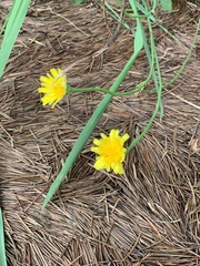 Krigia dandelion