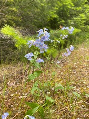 Penstemon wilcoxii