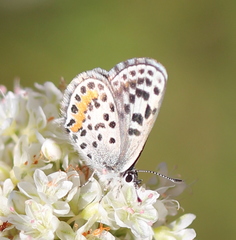 Euphilotes bernardino
