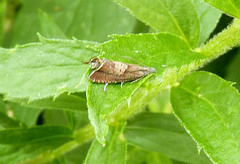 Dichrorampha acuminatana